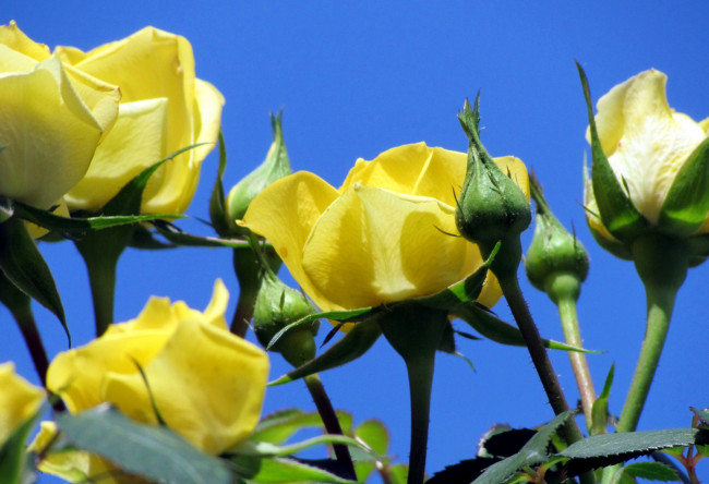 Обои картинки фото цветы, розы, желтый, стебли, небо