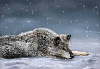обоя рисованные, животные, волки, снег