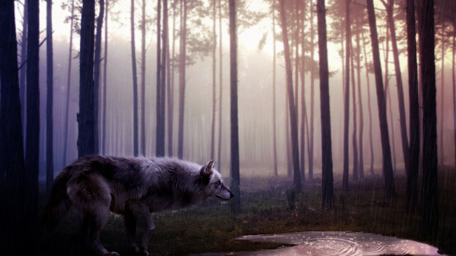 Обои картинки фото рисованные, животные, волки, лес, дождь, волк