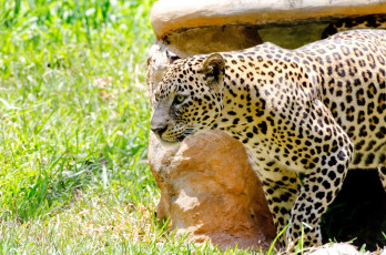 Картинка животные леопарды солнце трава свет кошка тень пятна