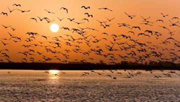 Картинка животные птицы горизонт водоЁм солнце небо стаЯ закат