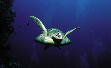 Картинка животные Черепахи черепаха морская плавание море вода глубина пузыри