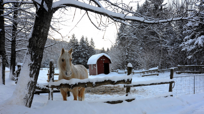 Обои картинки фото животные, лошади, зима, снег, загон, лошадь, деревья