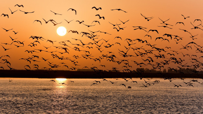 Обои картинки фото животные, птицы, горизонт, водоЁм, солнце, небо, стаЯ, закат