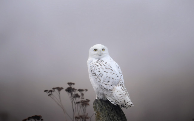 Обои картинки фото животные, совы, snowy, owl, fog, птица