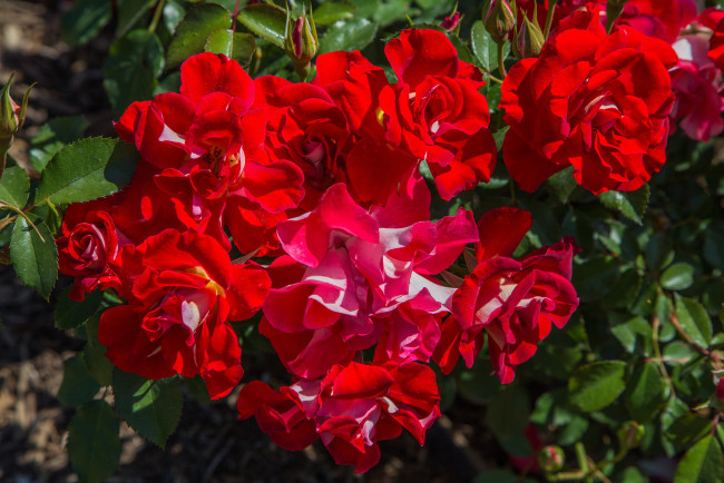 Обои картинки фото цветы, розы, куст, чайные, красный