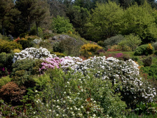 Картинка природа парк рододендрон весна