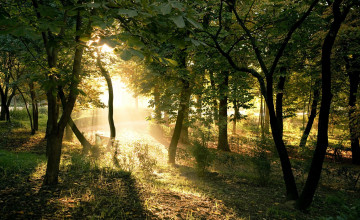 Картинка природа лес свет деревья каштаны трава
