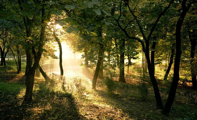 Обои картинки фото природа, лес, свет, деревья, каштаны, трава