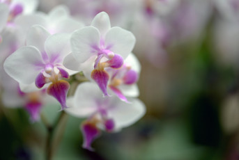 Картинка цветы орхидеи flowers flowering orchids цветение