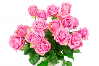 Картинка цветы розы цветок розовый