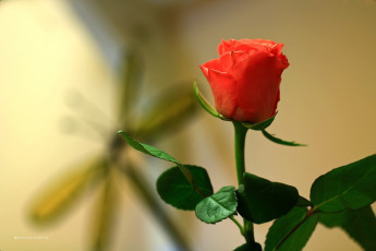 Картинка цветы розы одиночка бутон