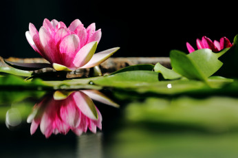Картинка цветы лотосы цветок лепестки лотос цветение