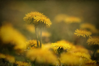 Картинка цветы одуванчики желтый цветение одуванчик