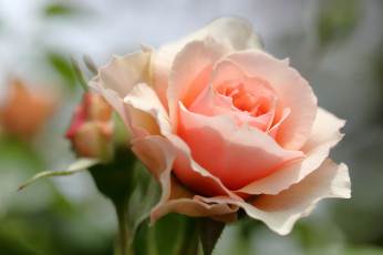 Картинка цветы розы розовая роза цветение лепестки листья
