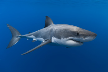 Картинка животные акулы акула вода большая