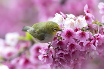 Картинка животные белоглазки птица ветка белый глаз white-eye белоглазка сакура цветы весна