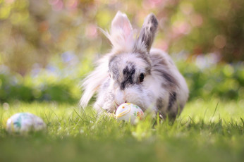 обоя животные, кролики,  зайцы, боке, пасха, природа, кролик, трава, яйца, животное