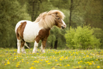 Картинка животные лошади лошадь окрас шерсть грива