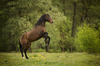 Картинка животные лошади животное красавцы horse animal handsome