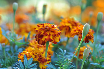 обоя цветы, бархатцы, bushes, flowering, orange, yellow, цветение, кустики, желтые, marigold