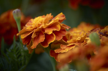 обоя цветы, бархатцы, yellow, orange, marigold, цветение, кустики, желтые, bushes, flowering