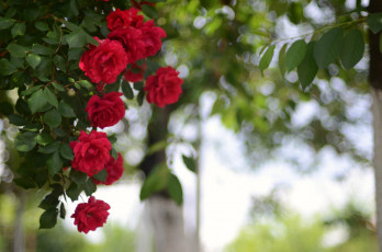 Картинка цветы розы роза бутон лепестки листья цветение rose bud petals leaves blossoms