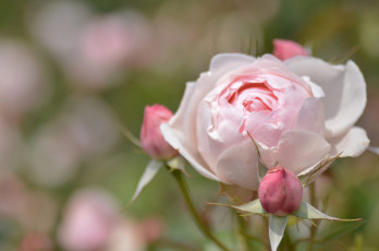 Картинка цветы розы роза бутоны