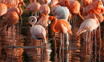 Картинка животные фламинго перья окрас птица