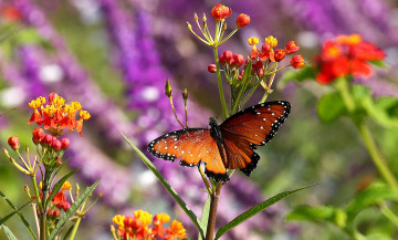 Картинка животные бабочки +мотыльки +моли бабочка крылья окрас