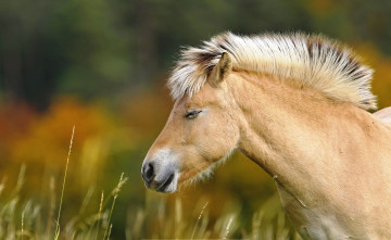 Картинка животные лошади луг трава лошадь