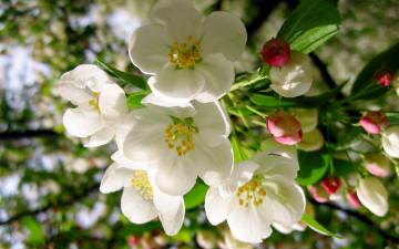 Картинка цветы цветущие+деревья+ +кустарники нежные цветение бутоны apple tree макро ветка яблоня