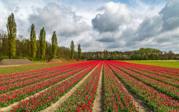 Картинка цветы тюльпаны цветок поле