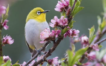 Картинка животные белоглазки природа белый глаз птица весна белоглазка white-eye цветы ветка