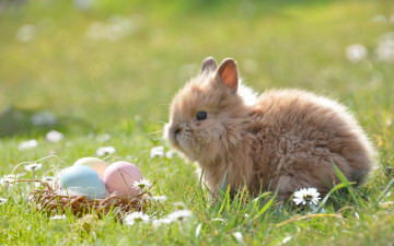 Картинка животные кролики +зайцы кролик пасха животное природа корзинка яйца цветы ромашки трава