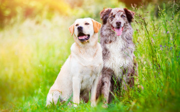 Картинка животные собаки собака окрас шерсть порода животное