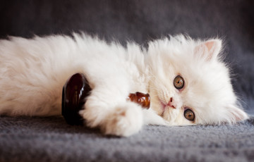 Картинка животные коты взгляд животное бутылка котёнок