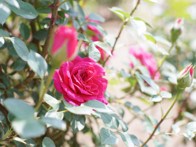 Обои картинки фото цветы, розы, роза, бутон, розовая, лепестки, цветение