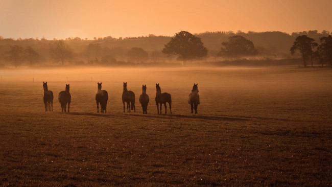 Обои картинки фото животные, лошади, кони, поле, туман