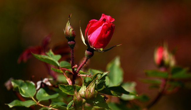 Обои картинки фото цветы, розы, роза, бутон, розовая, лепестки, цветение
