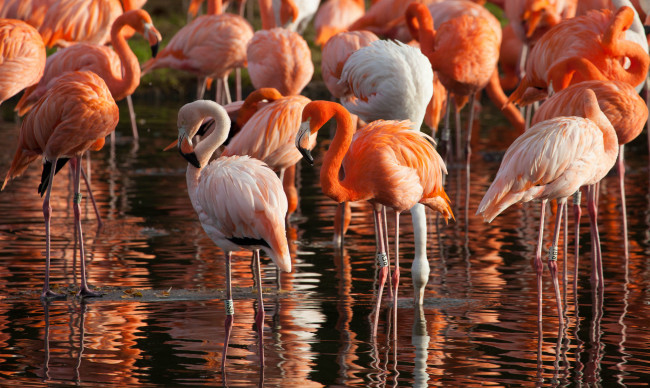 Обои картинки фото животные, фламинго, перья, окрас, птица