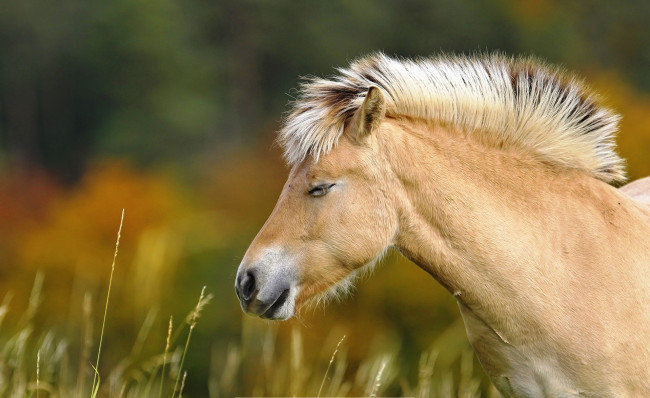 Обои картинки фото животные, лошади, луг, трава, лошадь