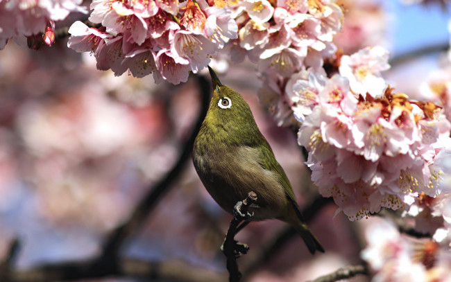 Обои картинки фото животные, белоглазки, птица, весна, сакура, white-eye, белоглазка, цветы, ветка, белый, глаз