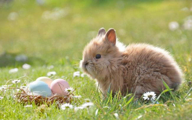 Обои картинки фото животные, кролики,  зайцы, кролик, пасха, животное, природа, корзинка, яйца, цветы, ромашки, трава