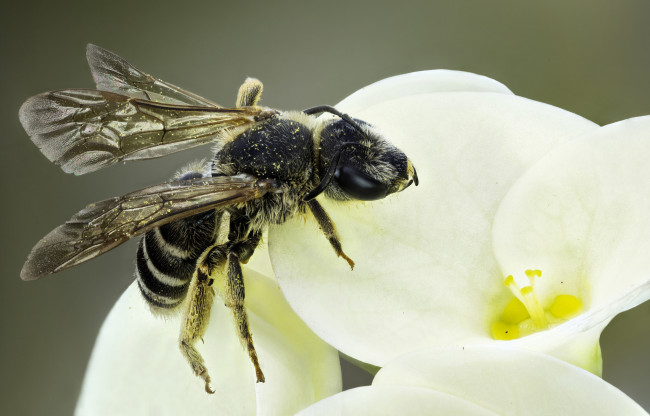Обои картинки фото животные, пчелы,  осы,  шмели, оса