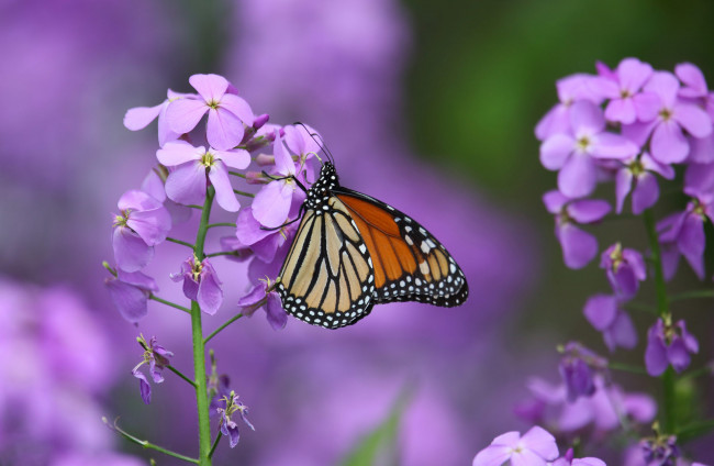 Обои картинки фото животные, бабочки,  мотыльки,  моли, бабочка, порхание, цветы