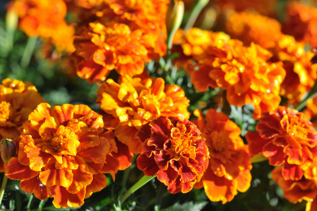 Обои картинки фото цветы, бархатцы, marigold, bushes, flowering, orange, yellow, цветение, кустики, желтые