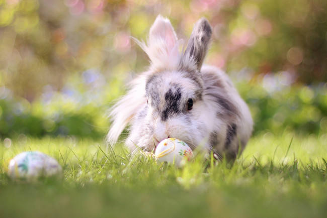 Обои картинки фото животные, кролики,  зайцы, боке, пасха, природа, кролик, трава, яйца, животное