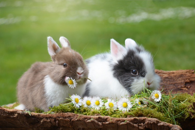Обои картинки фото животные, кролики,  зайцы, цветы, ромашки, природа, пара, трава