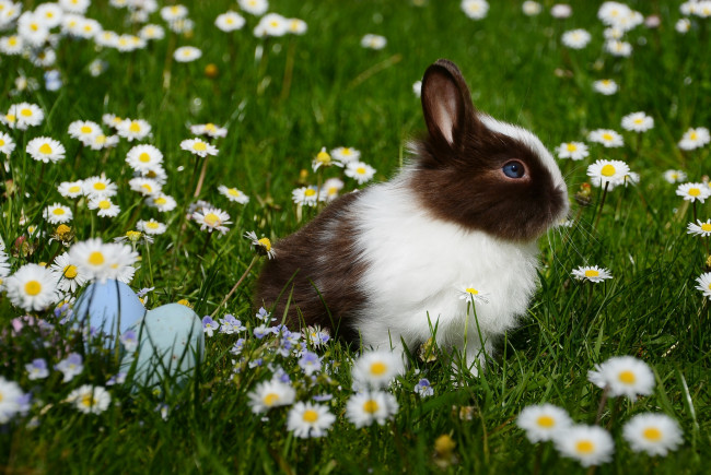Обои картинки фото животные, кролики,  зайцы, яйца, цветы, животное, ромашки, трава, крашенки, пасха, кролик